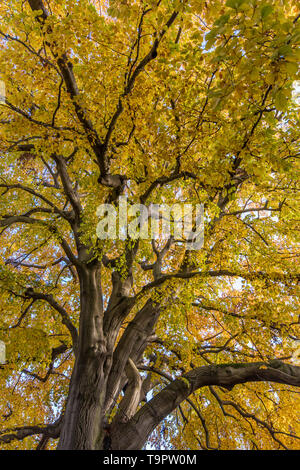Vergilbte Blätter auf einem riesigen Baum Stockfoto