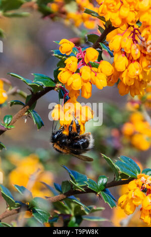 Baum Hummel Bombus hypnorum auf die Blumen einer Darwins Berberitze Berberis darwinii Bush Stockfoto