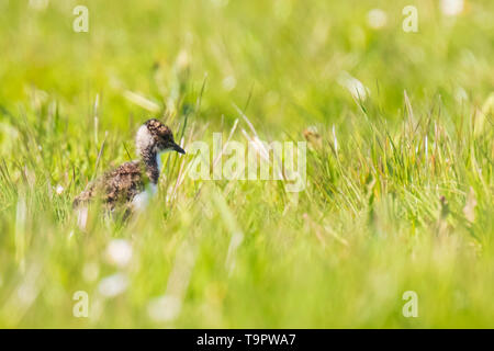 Northern kiebitz Vanellus vanellus Küken erforschen eine Wiese wandern in hellem Sonnenlicht. Stockfoto