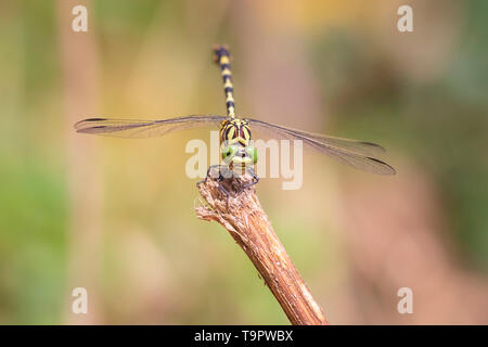 In der Nähe von einem kleinen pincertail oder Green-eyed Haken - Dragonfly tailed, Onychogomphus forcipatus im Sonnenlicht auf die Vegetation ruht. Gelbes Gehäuse, green eye Stockfoto