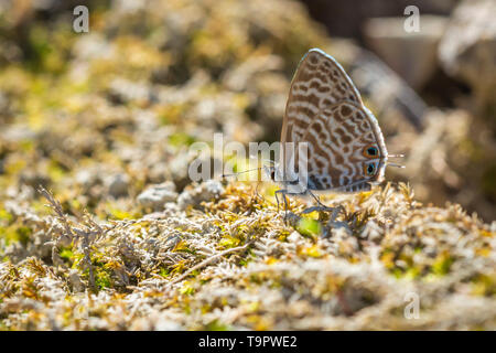 Pea blau oder Long-tailed blue butterfly, Lampides boeticus, ruht auf einer Wiese Stockfoto