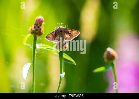 Tag aktiv Silber Y Autographa gamma Motte Bestäubung auf rosa und lila Distel Blumen tagsüber in hellem Sonnenlicht Stockfoto