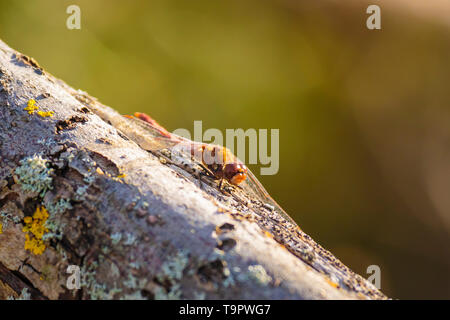 Nahaufnahme eines männlichen Vagrant, libel Sympetrum vulgatum, ruht auf einem Baumstamm Stockfoto