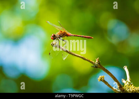 Nahaufnahme von einem männlichen vagrant Darter, Sympetrum Vulgatum, Vegetation hängen Stockfoto