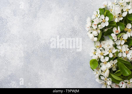 Frühjahr blühenden Zweig auf grauem Beton Hintergrund. Apple Blüten kopieren. Stockfoto