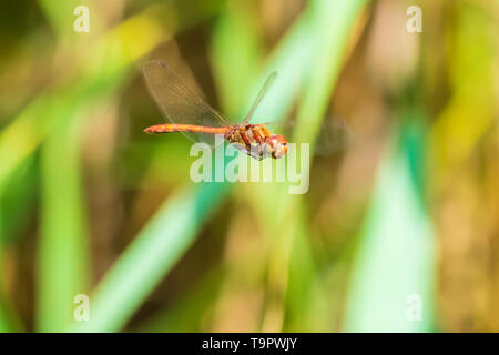 Anzeigen einer gemeinsamen Darter dragonfly Sympetrum striolatum im Flug mit warmen Sonne Licht und lebhaften Farben. Stockfoto