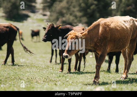 Braune Kuh stehend auf der Farm auf dem Land im Sommer in der Türkei. Stockfoto