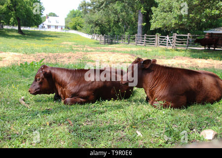Zwei braune junge Kühe im grünen Gras an einem Bauernhof liegen Stockfoto