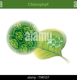 Chlorophyll ist ein Grünen photosynthetischen Pigmente in den Betrieben gefunden, Chlorophyll Moleküle spezifisch in und um pigment Proteinkomplexe angeordnet sind. Stock Vektor