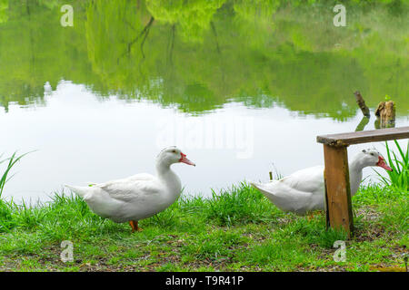 Zwei Flugenten vom See in einer Landschaft Stockfoto