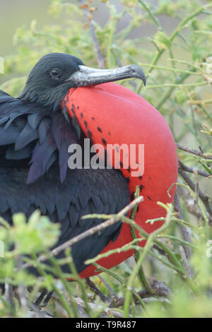 Männliche herrliche Frigate (Fregata magnificens) Anzeige mit Aufgeblähten roten normalen Sac auf North Seymour Insel in den Galapagos Inseln Stockfoto