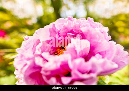 Rosa pfingstrose Blumen im Garten Stockfoto