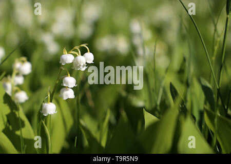 Maiglöckchen im grünen Gras. Weiß blühende Blumen im Frühling Garten Stockfoto