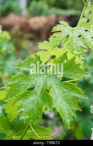 Traube Blatt mit Wassertropfen auf der Bush im sonnigen Sommertag. Stockfoto