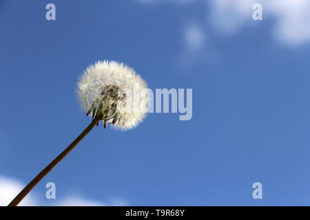 Löwenzahn Samen Kopf gegen den blauen Himmel mit weißen Wolken. Schöne Löwenzahn, bereit zu fliegen Stockfoto