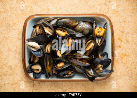 Schottische Seil - gewachsene Muscheln Mytilus edulis, die aus einem Supermarkt in Großbritannien erworben haben und gekocht. In einer Schüssel auf einem hellen, natürlichen Sto angezeigt Stockfoto