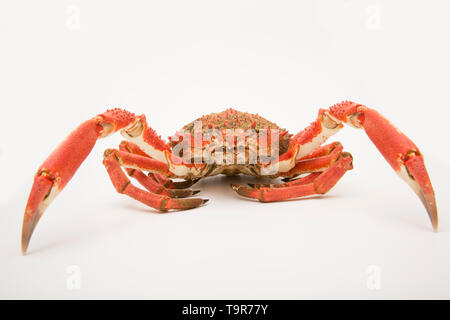 Ein gekocht, gekocht Europäischen Seespinne, Maja brachydactyla, das von einem Pier in Großbritannien in einem Angelockte drop Netz gefangen wurde. Es hat gekocht worden und ist bereit Stockfoto