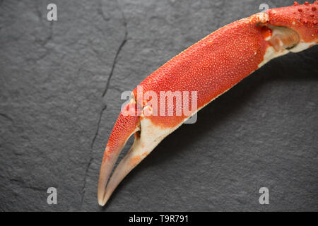 Ein gekocht, gekocht Europäischen spider Crab Claw, Maja brachydactyla, von eine Krabbe, die von einem Pier in Großbritannien in einem Angelockte drop Netz gefangen wurde. Es hat Bo. Stockfoto