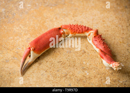 Ein gekocht, gekocht Europäischen spider Crab Claw, Maja brachydactyla, von eine Krabbe, die von einem Pier in Großbritannien in einem Angelockte drop Netz gefangen wurde. Es hat Bo. Stockfoto