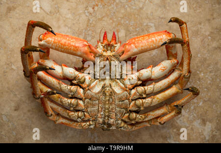 Ein gekocht, gekocht Europäischen Seespinne, Maja brachydactyla, das von einem Pier in Großbritannien in einem Angelockte drop Netz gefangen wurde. Es hat gekocht worden und ist bereit Stockfoto