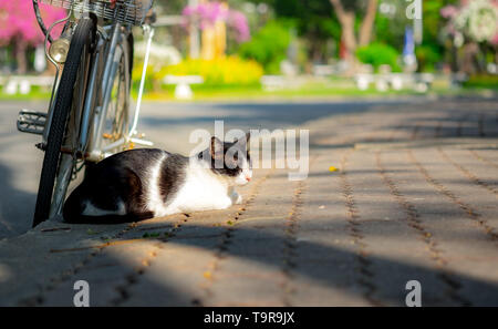 Süße schwarze und weiße streunende Katze Sitzen und Schlafen neben einem Fahrrad auf Gehweg in den öffentlichen Park. Stockfoto