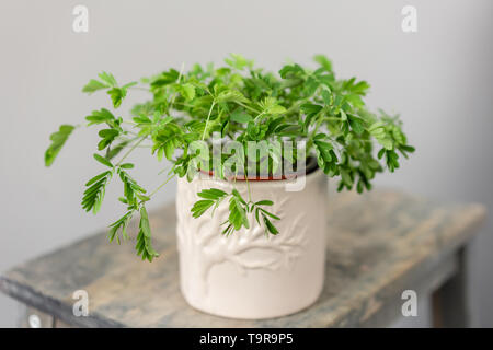 Shameplant Pflanzen, Mimosa pudica. Stilvolle grüne Pflanze in keramischen Töpfen auf Holz- Vintage stand auf dem Hintergrund der graue Wand. Moderne Einrichtung Stockfoto