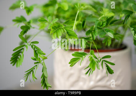 Shameplant Pflanzen, Mimosa pudica. Stilvolle grüne Pflanze in keramischen Töpfen auf Holz- Vintage stand auf dem Hintergrund der graue Wand. Moderne Einrichtung Stockfoto