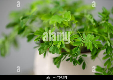 Shameplant Pflanzen, Mimosa pudica. Stilvolle grüne Pflanze in keramischen Töpfen auf Holz- Vintage stand auf dem Hintergrund der graue Wand. Moderne Einrichtung Stockfoto