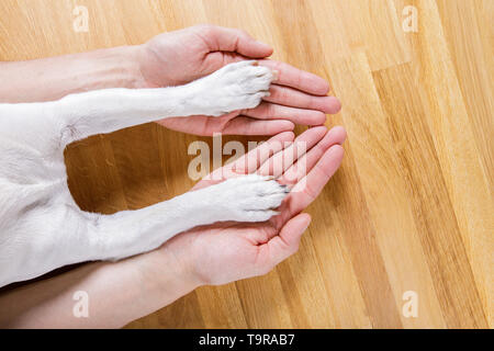 Hund und Herrchen handshaking oder die Hände schütteln und Paw als Team oder Freundschaft und in der Liebe Stockfoto