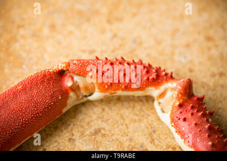 Ein gekocht, gekocht Europäischen spider Crab Claw, Maja brachydactyla, von eine Krabbe, die von einem Pier in Großbritannien in einem Angelockte drop Netz gefangen wurde. Es hat Bo. Stockfoto