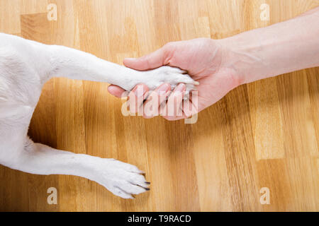 Hund und Herrchen handshaking oder die Hände schütteln und Paw als Team oder Freundschaft und in der Liebe Stockfoto