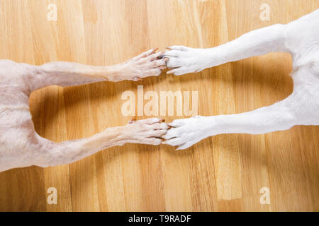 Hund und Herrchen handshaking oder die Hände schütteln und Paw als Team oder Freundschaft und in der Liebe Stockfoto