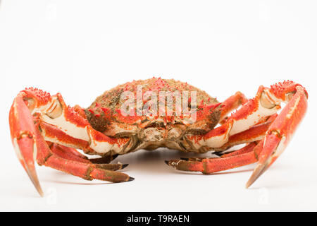 Ein gekocht, gekocht Europäischen Seespinne, Maja brachydactyla, das von einem Pier in Großbritannien in einem Angelockte drop Netz gefangen wurde. Es hat gekocht worden und ist bereit Stockfoto