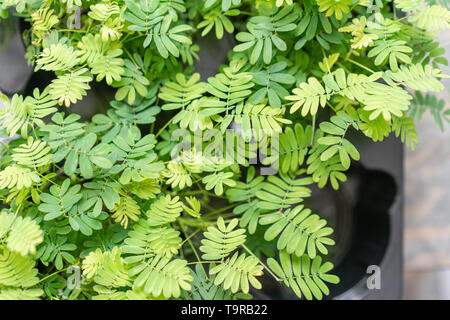 Shameplant Pflanzen, Mimosa pudica. Stilvolle grüne Pflanze in keramischen Töpfen auf Holz- Vintage stand auf dem Hintergrund der graue Wand. Moderne Einrichtung Stockfoto