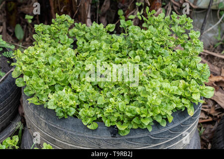 Gartenarbeit grünes Gemüse Wachstum in Reifen Stockfoto