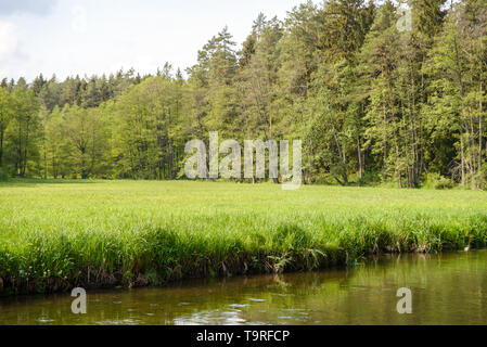 Green Glade auf dem Fluss im Wald. Ein Ort, Zeit im Freien zu verbringen, aktive Entspannung, ohne ein Netzwerk, frische Luft Stockfoto