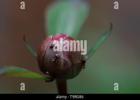 Ameisen auf Blütenknospe. Stockfoto