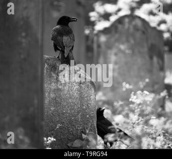 Krähen in Friedhof.. Stockfoto