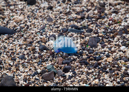 Portugiesische Mann des Krieges auf El Confital Strand am Rande von Las Palmas de Gran Canaria Stockfoto