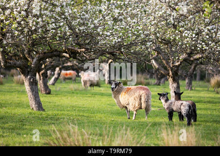 Schafe und Lämmer im Frühjahr Apple Orchard, Burwash, East Sussex, England, Vereinigtes Königreich, Europa Stockfoto