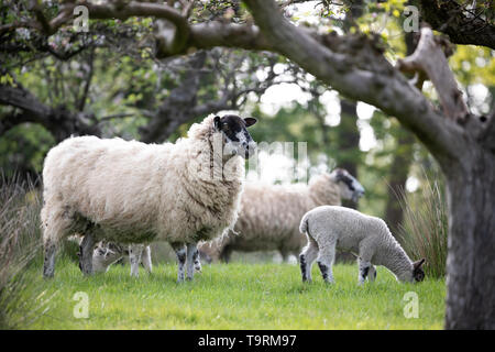 Schafe und Lämmer im Frühjahr Apple Orchard, Burwash, East Sussex, England, Vereinigtes Königreich, Europa Stockfoto