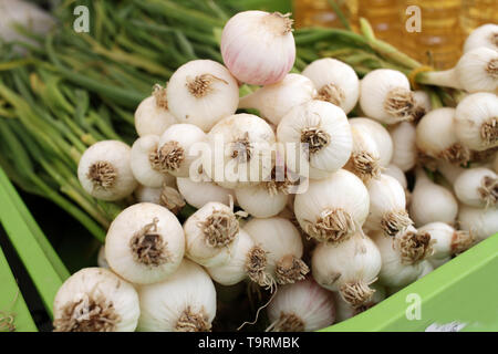 Grün Knoblauch - frische, natürliche würzige Zutat. Junger Knoblauch als Hintergrund. Bio Gemüse und Kräutern auf einem Bauernmarkt. Gesunde Ernährung Stockfoto