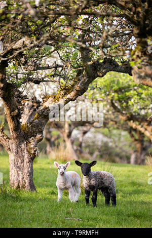 Lämmer im Frühjahr Apple Orchard, Burwash, East Sussex, England, Vereinigtes Königreich, Europa Stockfoto