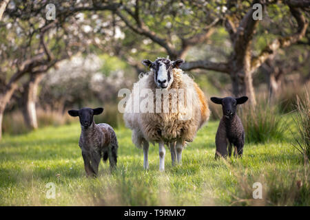 Schafe und Lämmer im Frühjahr Apple Orchard, Burwash, East Sussex, England, Vereinigtes Königreich, Europa Stockfoto