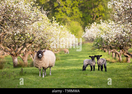 Schafe und Lämmer im Frühjahr Apple Orchard, Burwash, East Sussex, England, Vereinigtes Königreich, Europa Stockfoto