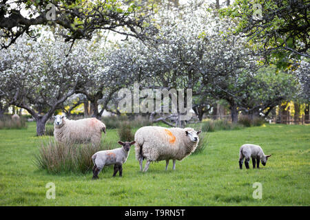 Schafe und Lämmer im Frühjahr Apple Orchard, Burwash, East Sussex, England, Vereinigtes Königreich, Europa Stockfoto