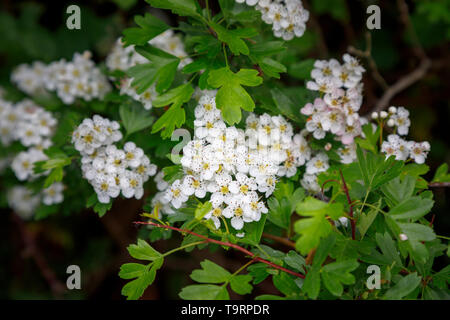 Weißdorn (Crataegus) Blütezeit im späten Frühling/Anfang Sommer in Test Valley, Southampton, Hampshire, Südengland, Großbritannien Stockfoto