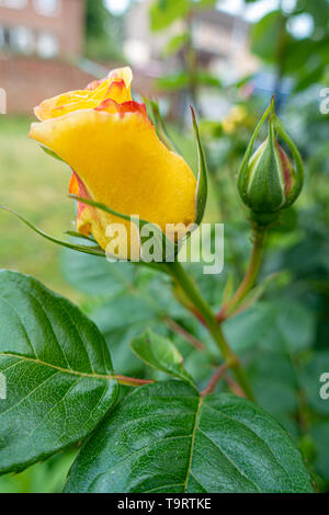 Nahaufnahme der eine gelbe Rose Blüte und Knospen Stockfoto