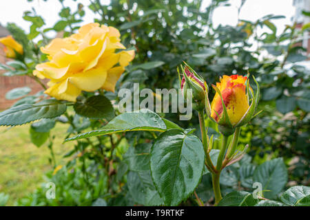 In der Nähe der gelb-rosa Blüten Stockfoto