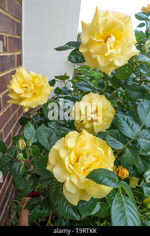 In der Nähe der gelb-rosa Blüten Stockfoto